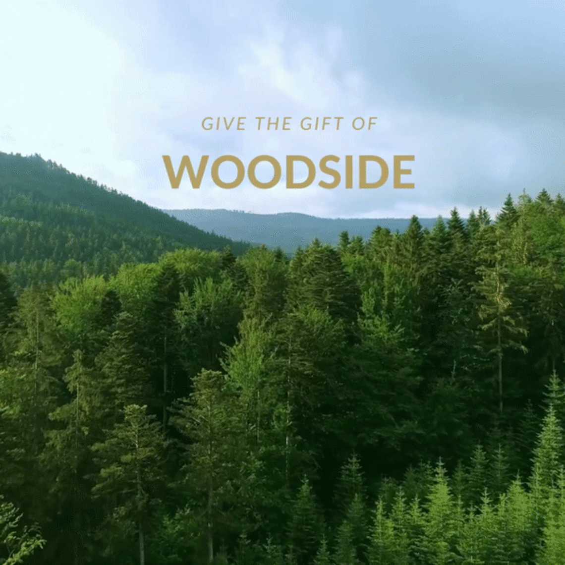 Give the gift of Woodside. Video of soaring over a redwood forest 