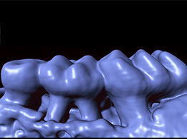 3D-rendered computed tomography image of teeth