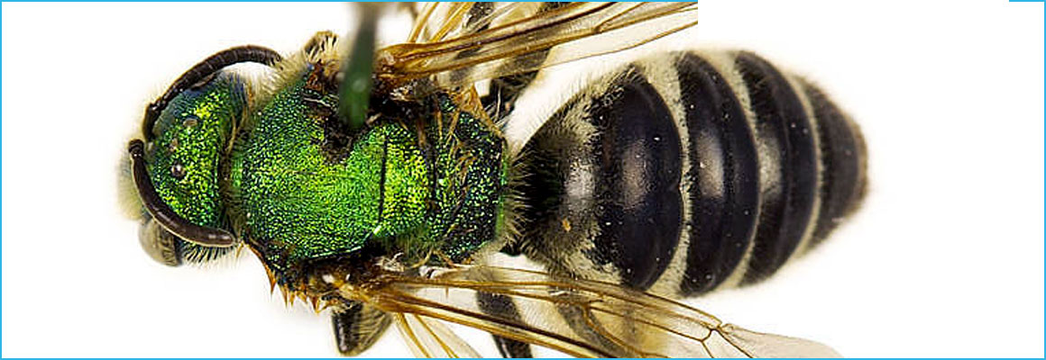 Clickable image of Metallic Green Bee, entry to Learning Lab Collection