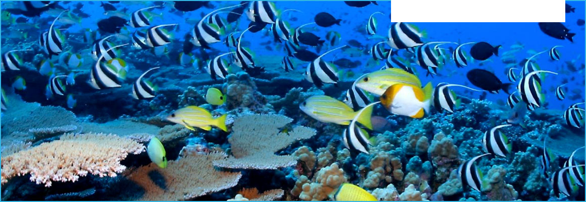 Clickable image of Coral Reefs Are the Rainforest of the Ocean from NOAA, entry to Learning Lab Collection