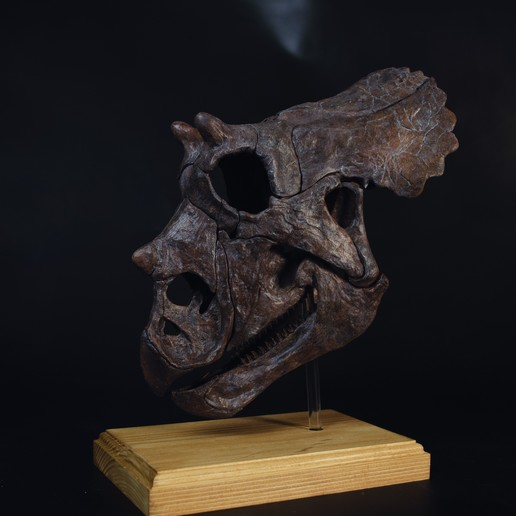 Triceratops Skull (juvenile)