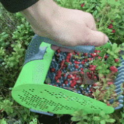 Mobile Berry Harvester
