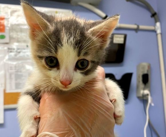 Kitten being held at vet check