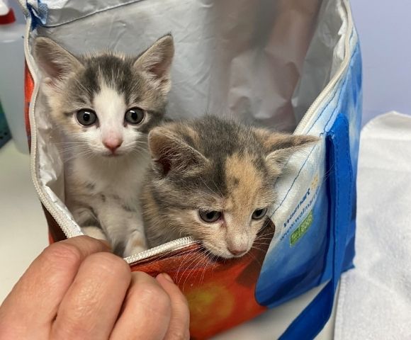 Kittens found in freezer bag