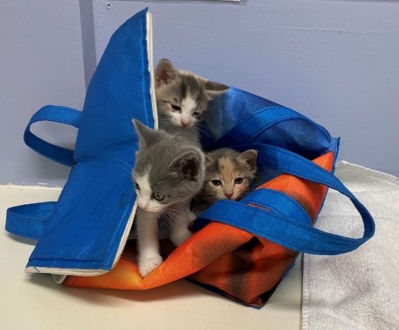 Kittens coming out of freezer bag