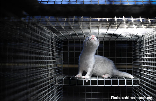 farmed-mink-looking-out-cage-CREDIT-We_Animals.jpg