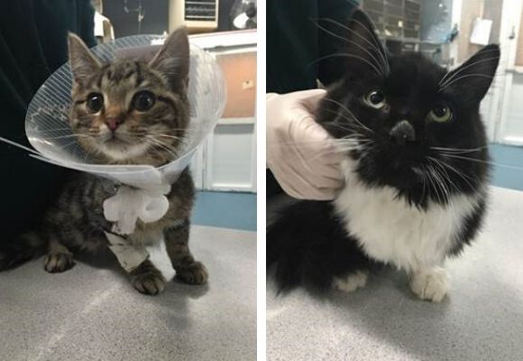 Kitties being treated for starvation
