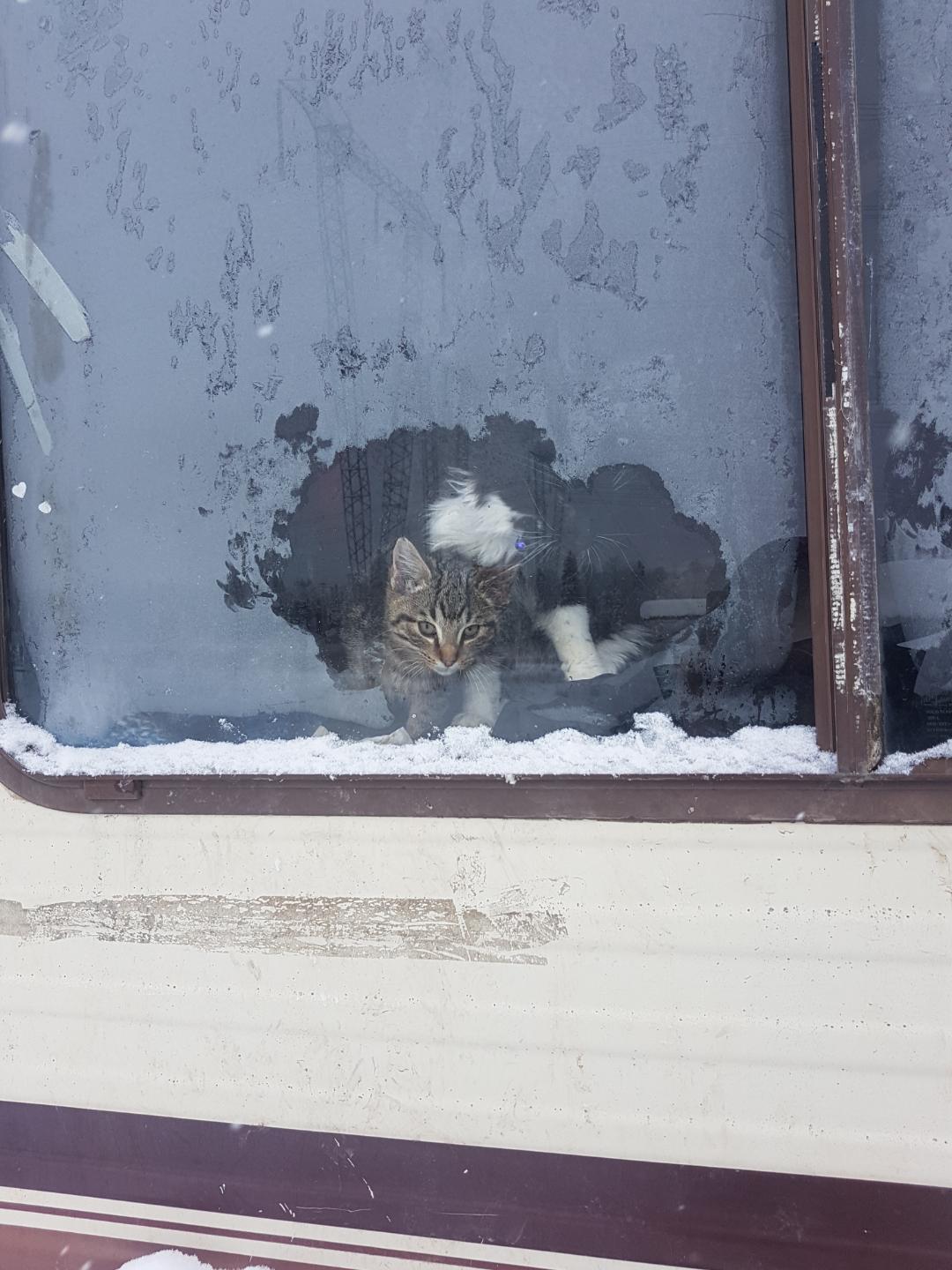 Kitten abandoned in motor home
