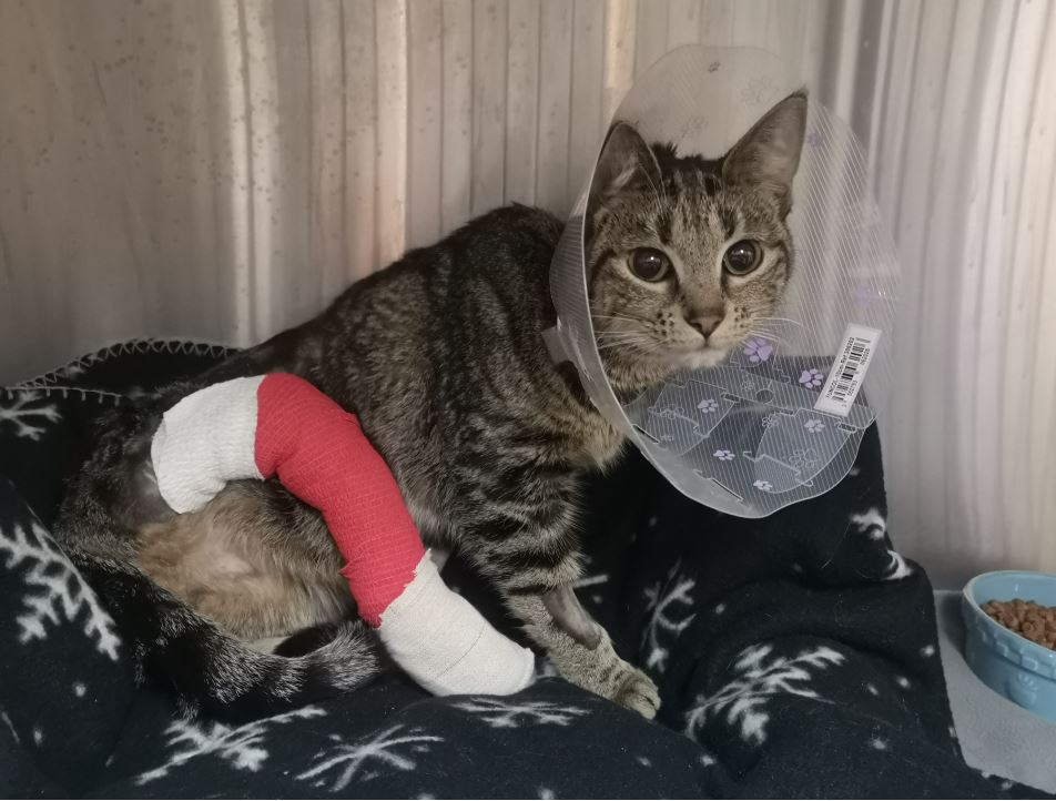 Holly the cat in her cast