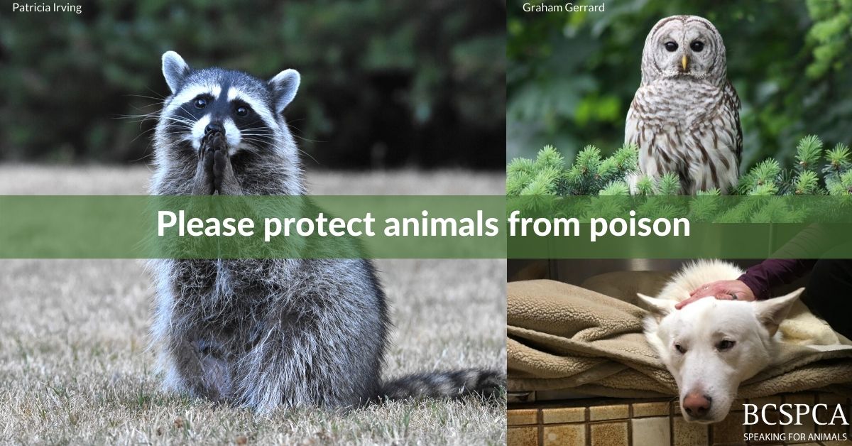 Protect animals from poison