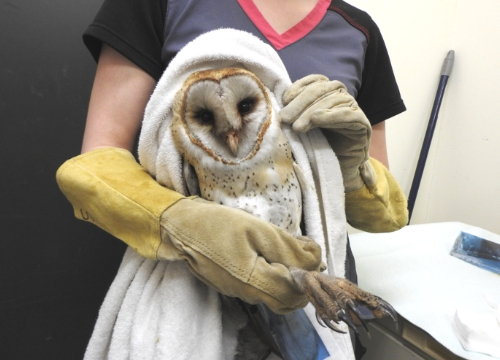Wild ARC medical Emergency Barn Owl patient