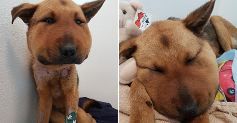 Hope - canine victim of terrible cruelty