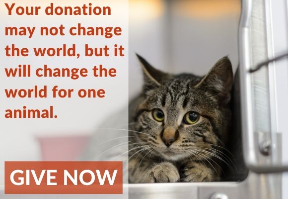 Change an animal''s life - give now
