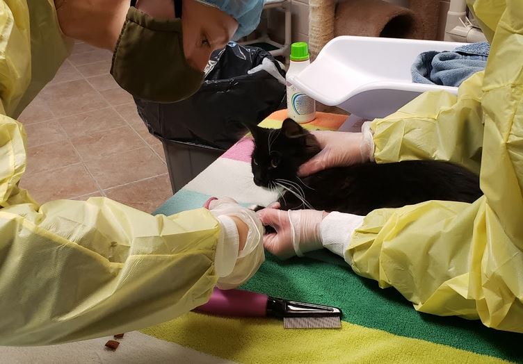Cat being examined at shelter intake
