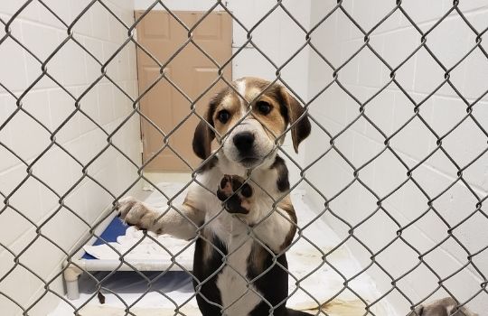 Hound puppy in kennel