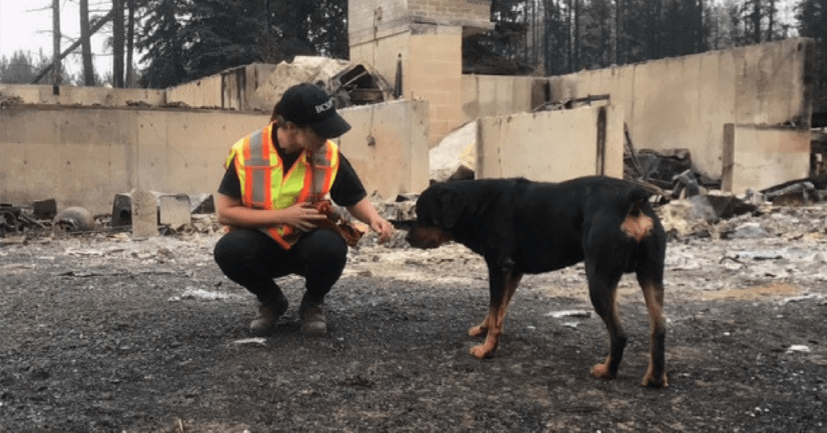 BC SPCA helps behind evacuation lines