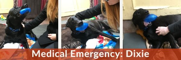 Medical Emergency: Dixie