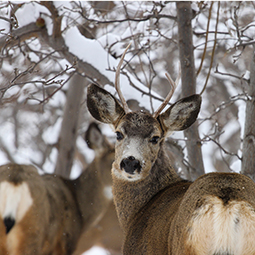 adult-deer-in-snow-credit-Larry-Little.jpg