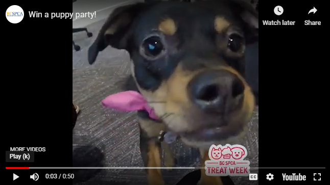 puppy party video