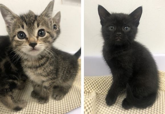 kittens rescued from dump