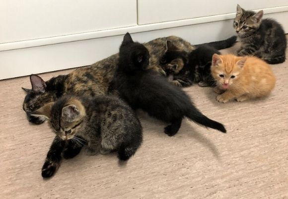 Kitties saved from dump