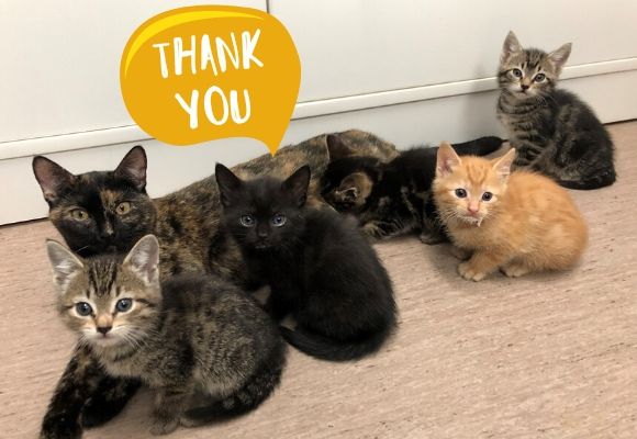 Thank you from the kittens