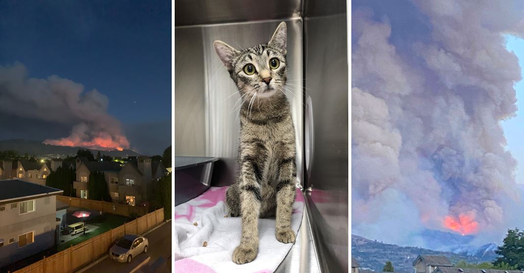 Taya, grey tabby being trasnfered out of wildfires