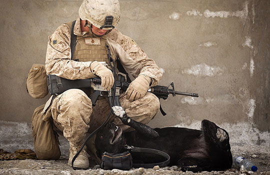 news-military-dog.jpg