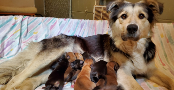 Collie-Husky cross nursing newborn puppies on bed
