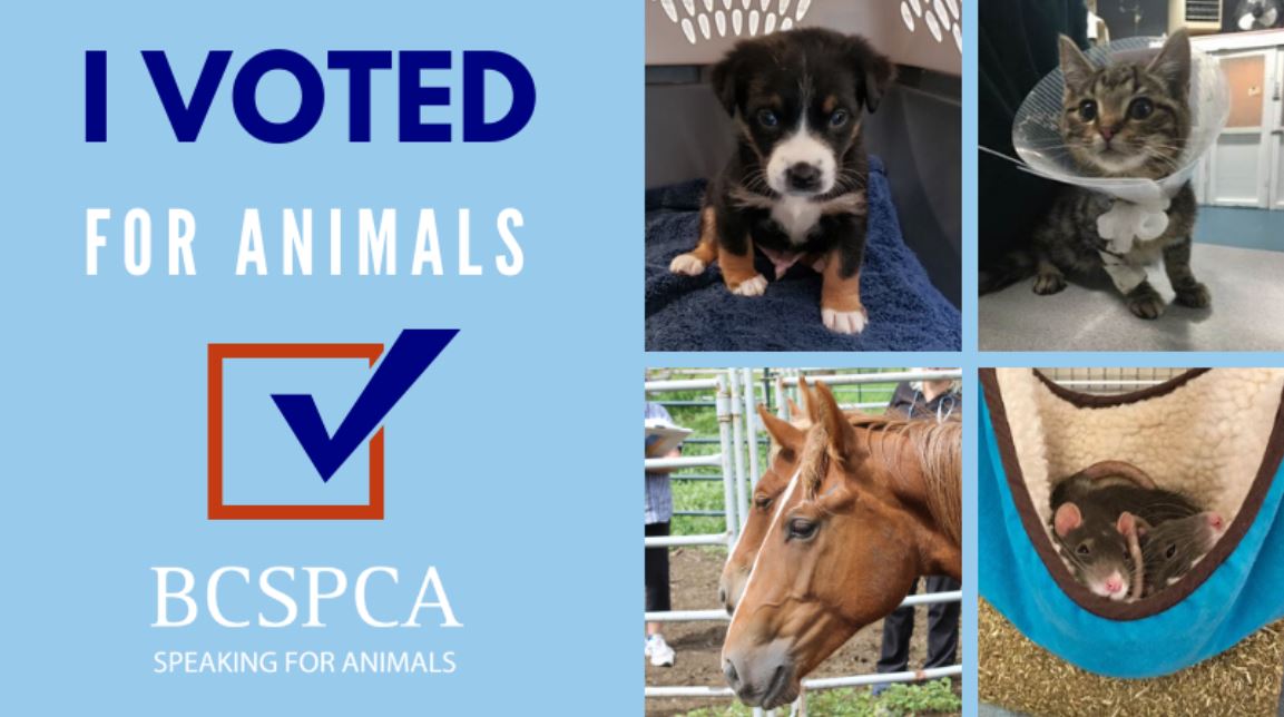 I voted for animals