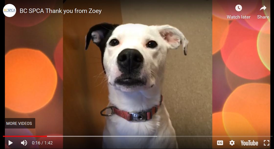 CEO's puppy Zoey has a message for you