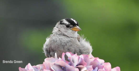 White-crowned sparrow by Brenda Green.png