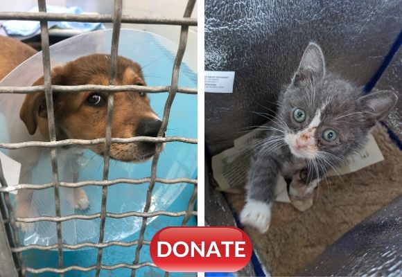 Puppy and kitten need your help