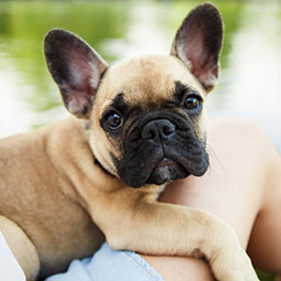 Cute-Puppy-French-Bulldog.jpg
