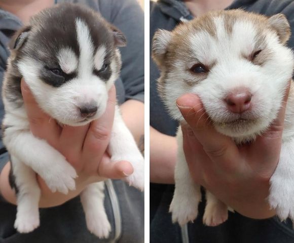 Husky puppies  3 weeks