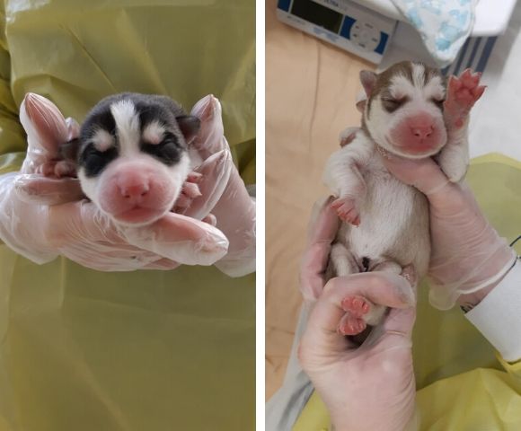 Husky new borns