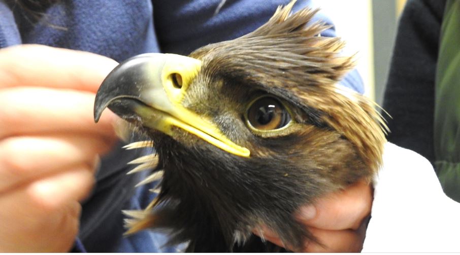 Wild ARC Golden Eagle Patient