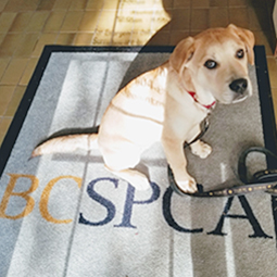 Copper and BC SPCA rug.jpg