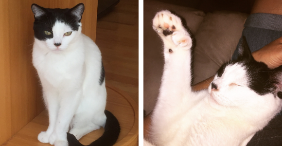 two photos of a black and white cat standing and with paw in