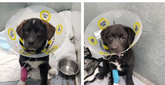 lab-collie puppies with cones on their heads