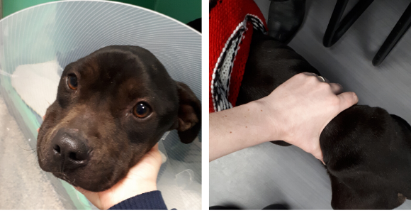 emaciated puppy with person's hand around tiny waist