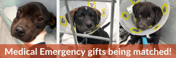 Medical Emergency Gifts Being Matched!