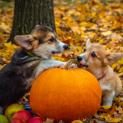 Pumpkin treats your dogs are sure to love