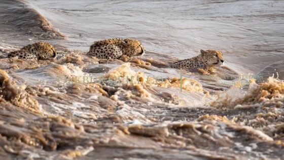 Pictures: 5 cheetah brothers swim across flooded river