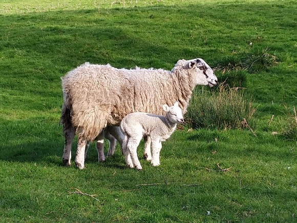 Lambing Season - Picture of the Month 