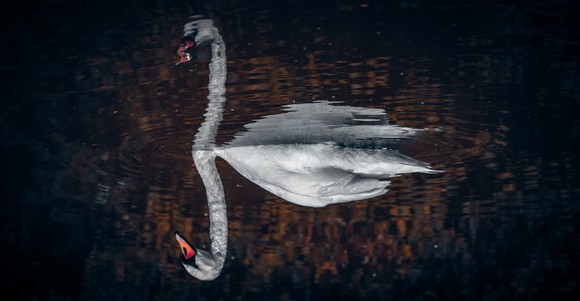 Swan mirror image photo - Credit: Bradley Wilson Photography  