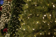 Christmas Tree Image 