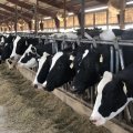 Cattle Farming Sector Bemoans Massive Surplus 