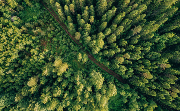 Aerial View of Forest in Finland Photo