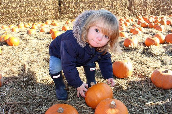 Pumpkin Picking at Walby Farm Park
